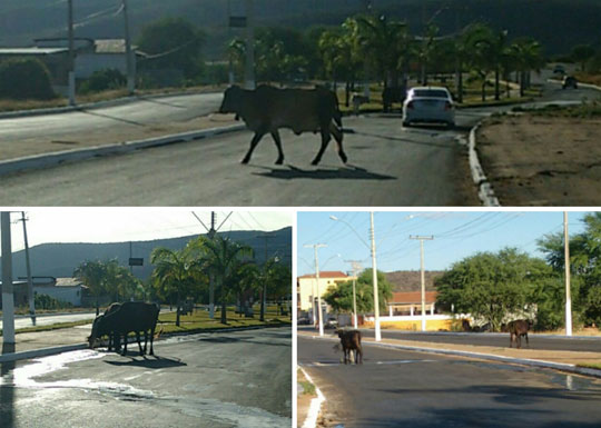 Mesmo com caminhão gaiola, animais continuam pastando nas praças de Brumado