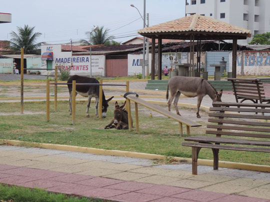 Animais soltos nas ruas de Guanambi colocam em risco vida de motoristas