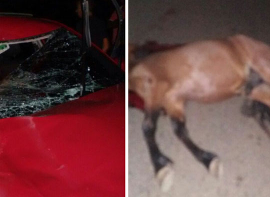 Brumado: Animais provocam três acidentes na BA-148 e vítima apela por segurança no trecho