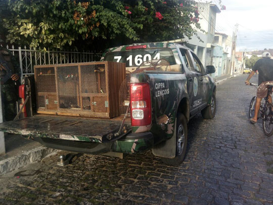 Polícia ambiental faz nova apreensão de aves silvestres em Brumado