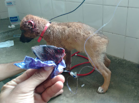 Aracatu: Comerciante é detido após mutilar filhote de cachorro em praça pública