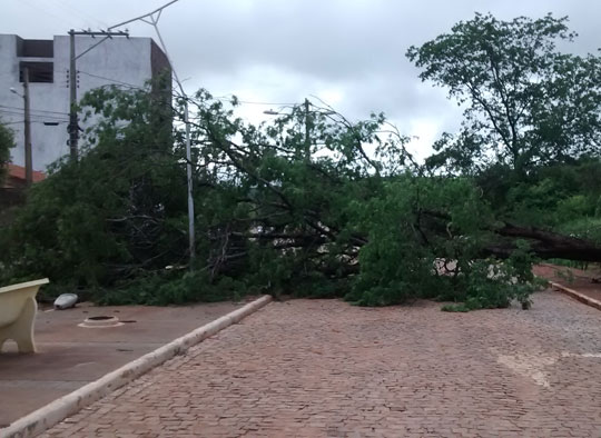 Árvores caem durante noite de tempestade em Brumado