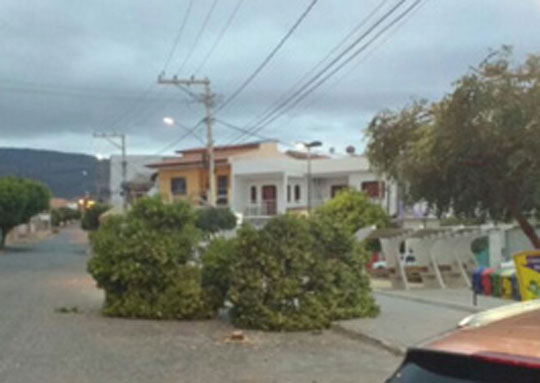 Empresária que mandou cortar árvores de praça é multada em Brumado