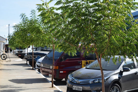 Neem ganha preferência popular em Brumado, mas meio ambiente dá alerta sobre plantio rural