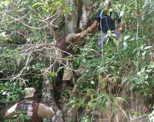 Polícia destrói pequena fazenda de maconha em Barra da Estiva