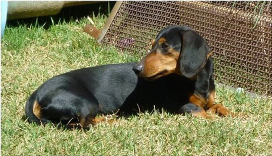 Cachorro da raça Basset desaparece no Bairro Santa Tereza em Brumado