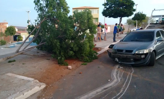 Brumado: Motorista perde controle da direção e carro decepa árvore na João Paulo I