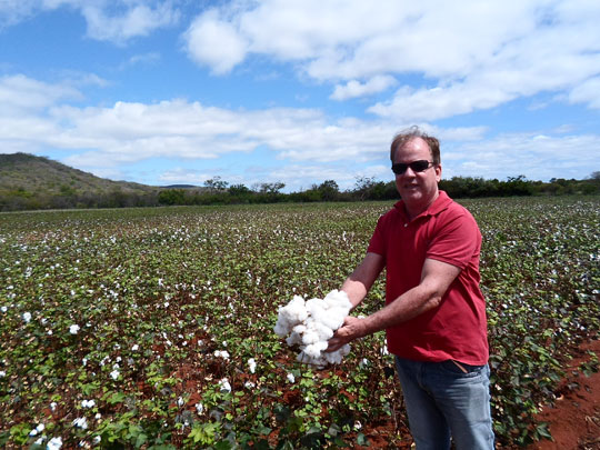 Brumado: Ressurgimento do algodão anima produtores da região de Ubiraçaba