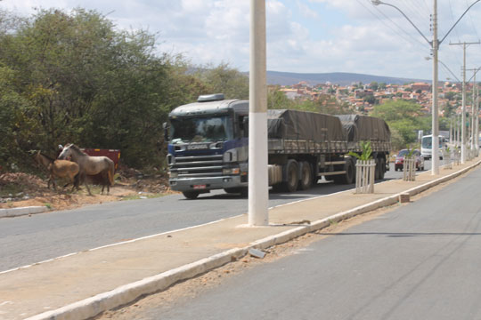 Brumado: Por pouco, cavalos não provocam acidente na Lindolfo de Brito