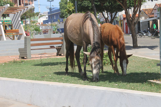 Brumado: Comerciante diz que animais nas ruas geram problemas e atrapalham o comércio local