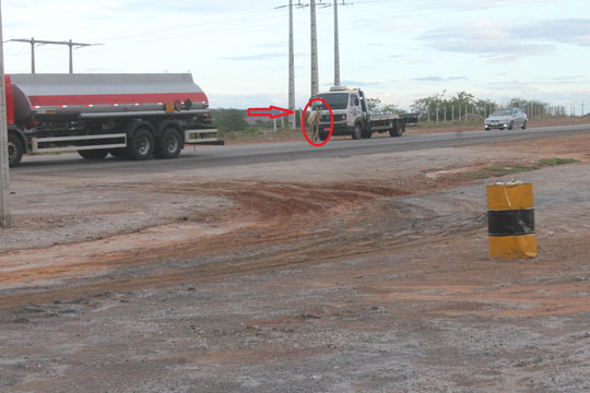 Animal solto na pista por pouco não provoca acidente na entrada da BA-262 em Brumado