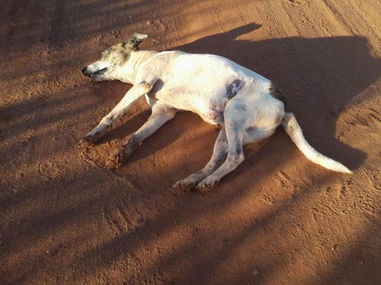 Brumado: Novos casos de envenenamento de cães são registrados no Loteamento Maria de Lourdes