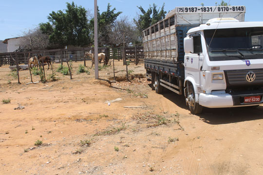 Prefeitura de Brumado contrata caminhão para recolhimento de animais nas vias públicas