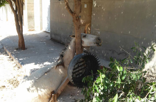 Cavalo morre enforcado em uma árvore em Brumado