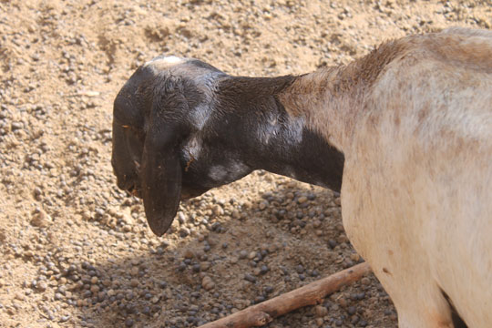 Animais são atacados na Lagoa do Arroz em Brumado; moradores suspeitam de chupa-cabra