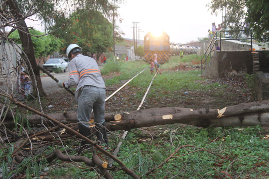 Brumado: Após rajadas de vento, árvore cai sobre linha férrea e impede passagem de locomotiva