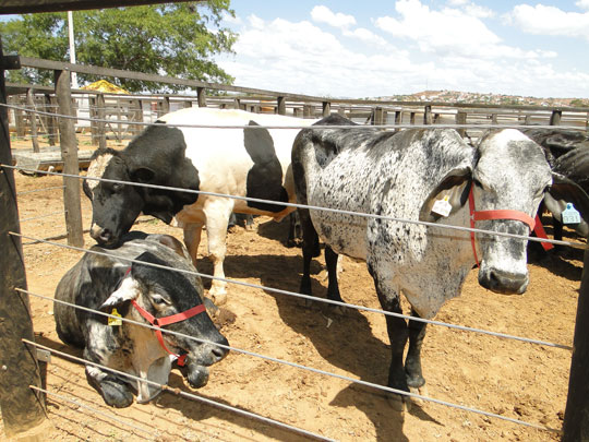 Coopmab busca apoio da Seagri para realizar a Exposição Agropecuária de Brumado