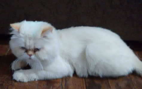 Gato persa de estimação desaparece em Brumado
