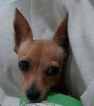 Cachorra desaparece em Brumado e donos pedem ajuda da população
