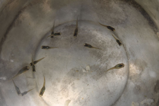 Na falta de larvicida, agentes de endemias utilizam peixe para combater a dengue em Brumado