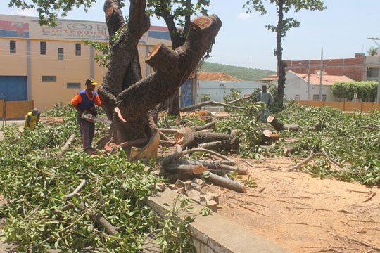 Brumado: Árvores cortadas na Praça do Jurema serão transformadas em obras de arte