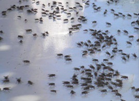 Virose da mosca e água podem ser causas do surto de diarreia em Brumado