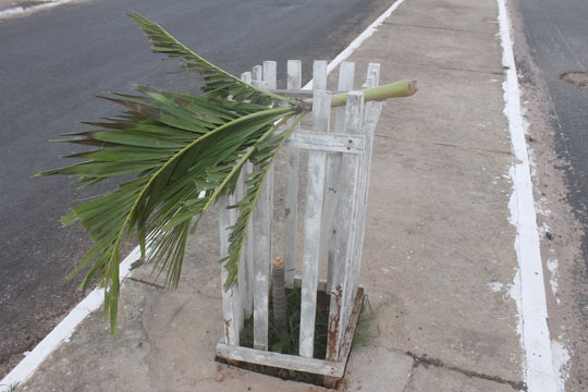Brumado: Vândalos atacam as palmeiras na Lindolpho de Brito