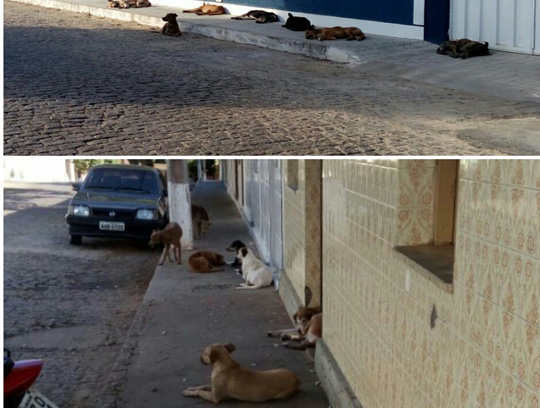 Brumado: Moradores reclamam de invasão de cães errantes na Rua São João