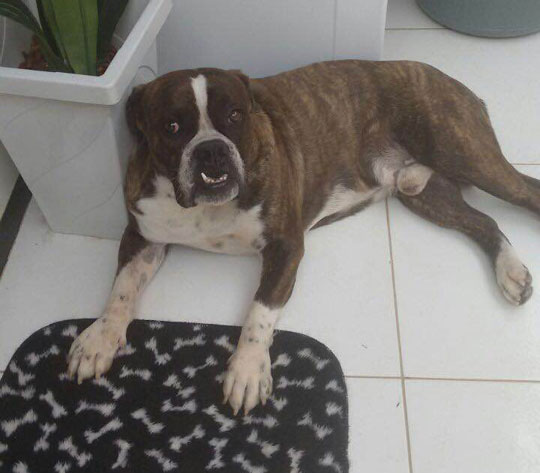 Cachorro da raça bulldog desaparece em Brumado