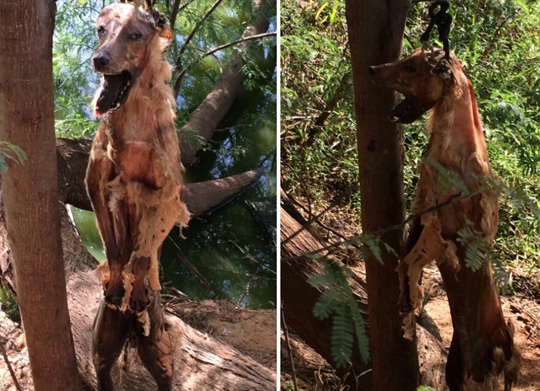 Crueldade: Perseguindo assaltante, polícia encontra cachorro enforcado em Brumado