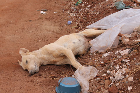 Mais um cachorro morre envenenado em Brumado