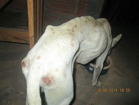 Brumado: Cachorro que sofria maus tratos é resgatado pela ASPAB
