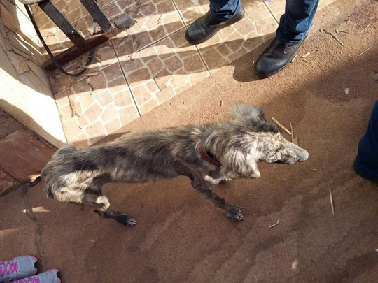 Cães com sinais de maus-tratos são resgatados em falsa ONG