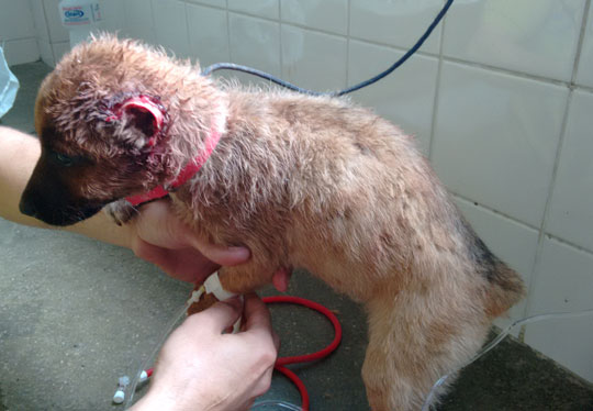 Aracatu: Comerciante é detido após mutilar filhote de cachorro em praça pública