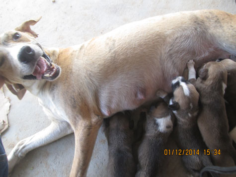 Brumado: Adote um filhote de cachorro órfão