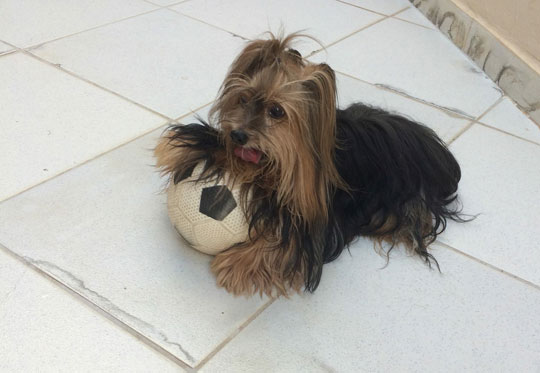 Cachorro da raça yorkshire desaparece em Brumado