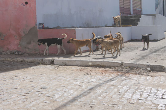 Brumado: Comerciante diz que animais nas ruas geram problemas e atrapalham o comércio local