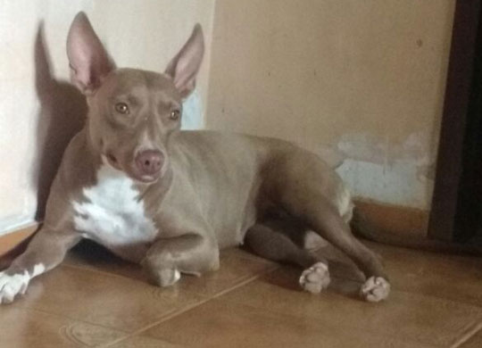 Brumado: Proprietária procura por cadela da raça Pit Bull desaparecida