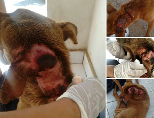 Família adota cadela queimada com ácido em Brumado