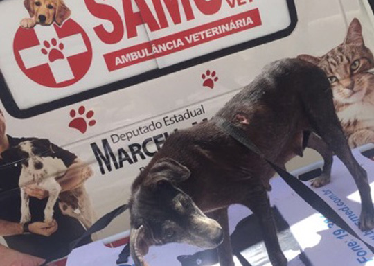 Deputado Marcell Moraes resgata através do Samuvet cadela agredida com golpe de ferro