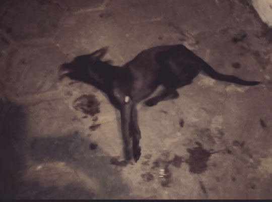 Internauta registra cadela agonizando com suspeita de envenenamento em Brumado