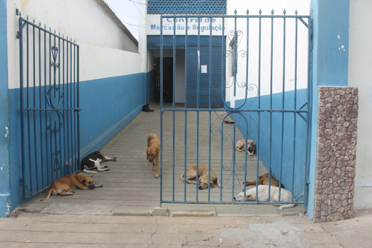 Omissão da prefeitura provoca aumento da população canina nas ruas de Brumado