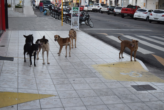 Omissão do estado e do município põe Brumado na zona de risco do calazar