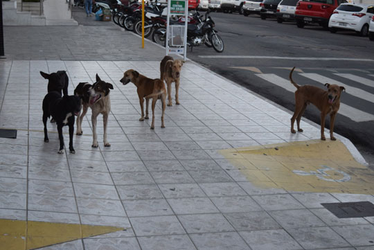 Com canil irregular, cães errantes tomam conta das ruas de Brumado