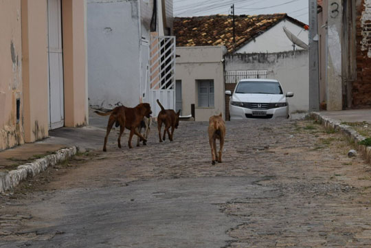 Brumado: ONG mobiliza Ministério Público devido a irregularidades no canil municipal