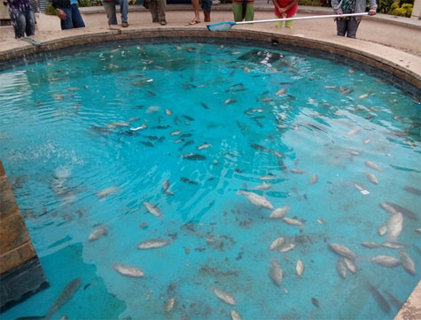 Caetité: Mais de cem peixes são encontrados mortos em fonte