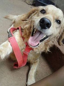 Brumado: Donas de cachorro desaparecido pedem ajuda para encontrá-lo