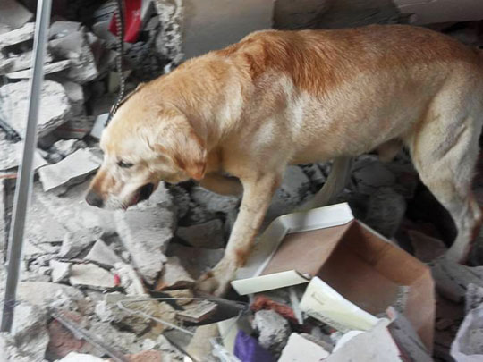 Cão morre de exaustão depois de resgatar sete vítimas de terremoto no Equador