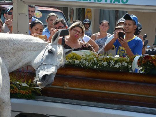 Cavalo comove família e amigos com 'adeus' ao dono durante velório