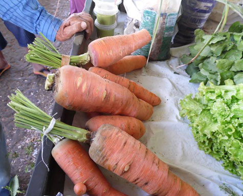 Guanambi: Agricultor colhe cenoura de meio quilo